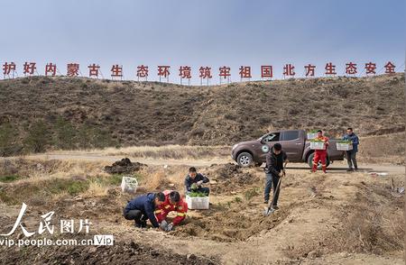 重庆：崖柏——植物界的'大熊猫'的生态保护之旅