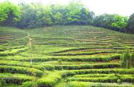兰溪毛峰：中国茶文化的瑰宝