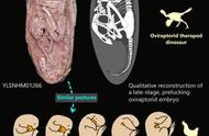 恐龙遗产：中国发现全球最完整的恐龙胚胎化石