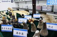 广州海关打击濒危野生动植物及其制品走私，涉及象牙、豹皮、穿山甲片等