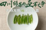 四川茶业内部交流赛：蒙顶甘露与天府龙芽的川茶亚军之争，看评测分析