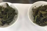 冻顶乌龙茶：是冬天的茶叶还是春天的茶叶更好？