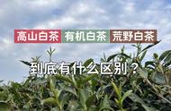 白茶种类丰富，高山茶、有机茶、荒野茶，它们各自的特点是什么？