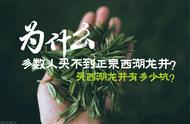 为何大多数人都难以购得正宗的西湖龙井茶？西龙茶是否已经成为了绿茶中的最佳选择？