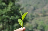 《老徐谈茶》第197期：秋茶是什么？它与雨水茶有何区别？