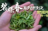 碧螺牌特级一等碧螺春：品尝半个世纪老茶厂的独特风味