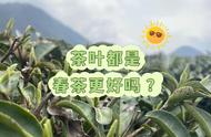 春茶真的比其他茶叶好吗？一次解答所有疑问，包括绿茶、红茶、白茶和乌龙茶的区别