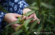 品味历史，体验南京雨花茶的独特魅力