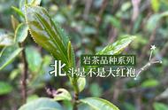 岩茶品种揭秘：北斗是否是大红袍？看完涨知识