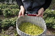 从专业角度看黄茶与绿茶：一篇文章帮你解决疑惑