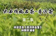 【普洱茶品鉴】云南传统名茶-普洱茶第二集：深入了解云南的传统茶叶