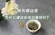 秋天想喝白茶？白毫银针是个好选择，4个优点让你爱不释手