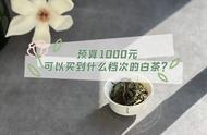 白茶新手购买指南：预算与茶叶品质的关系