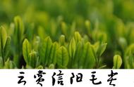 信阳毛尖茶叶的优质标准有哪些要点？