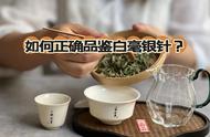 白毫银针品鉴秘籍：6个细节让你成为专家