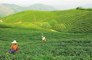 春天，从一杯径山茶开始的美好时光