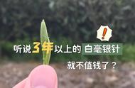 白毫银针的奥秘：为什么有的白茶越陈越香，有的却越来越糟糕？