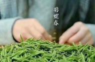 碧螺春的吓煞人香：太湖洞庭山上绿茶的魅力