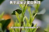 霍山黄芽品鉴：体验黄茶的魅力