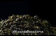 铁观音：揭示中国传统名茶的奥秘