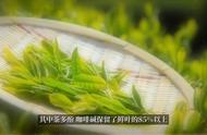 购买绿茶时应该注意哪些问题？#口粮茶推荐