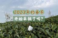 今日立春，揭秘2023年春茶开采可能会碰到的问题