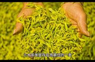 六大茶类制作工艺全面剖析：绿茶、黄茶、白茶、青茶、黑茶