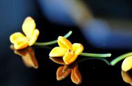 秋季美食品鉴：桂花茶、桂花酒和桂花莲子羹