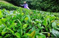 口粮茶的选择与推荐：高性价比的日饮口粮茶介绍