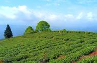 蒙顶山雷鸣茶：品味高山茶的独特魅力