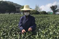 西湖龙井茶进入大规模开采阶段，今年的价格预计将有轻微的上升。