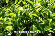 茶叶品味：春茶与秋茶，谁才是王者？