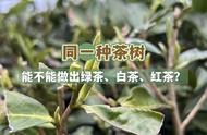 一次性解答：同一种茶树能否制作出绿茶、红茶、白茶和乌龙茶？