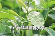 四大乌龙茶，你都尝试过吗？#知茶懂茶