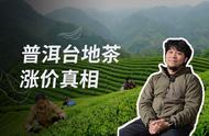 真相大白：高价买的“古树茶”，可能只是台地茶？