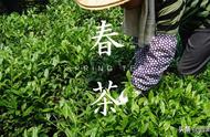 茶叶鉴别专家教你：春茶、夏茶和秋茶的区别与辨别