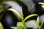 世界茗茶传承：都匀毛尖的故事