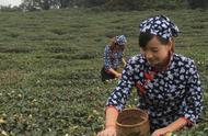 清末时代，邀您共品蒙顶黄芽的茶味人生