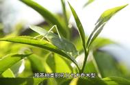 六大茶类中的黄茶：产量有限，品质卓越