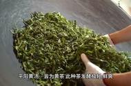 以茶喻人：黄茶的人生启示