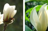 茉莉花茶中混入白兰花，是否会影响其纯天然口感？