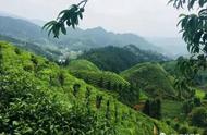 狗牯脑茶与景德镇青花瓷：探寻中国传统艺术的精髓