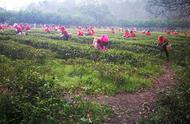 南京雨花茶开采，百余名采茶女为2019明前茶注入新活力