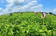 茶叶鉴赏手册｜明明白白告诉你：如何分辨春茶、夏茶和秋茶