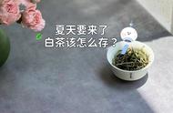 白茶的夏季保存技巧：4个细节，南方、北方都能用