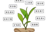 长期饮茶者，最后会有何改善？调查显示：三大益处逐渐显现