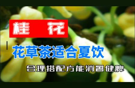 如何用桂花茶轻松应对夏日不适？