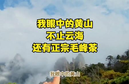 黄山游识，品尝云间香韵与高山毛峰茶的交融