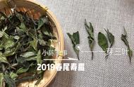 白茶口感不佳，是品质问题还是其他原因？解析5大可能因素