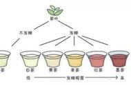 白茶五分钟速读：轻松入门